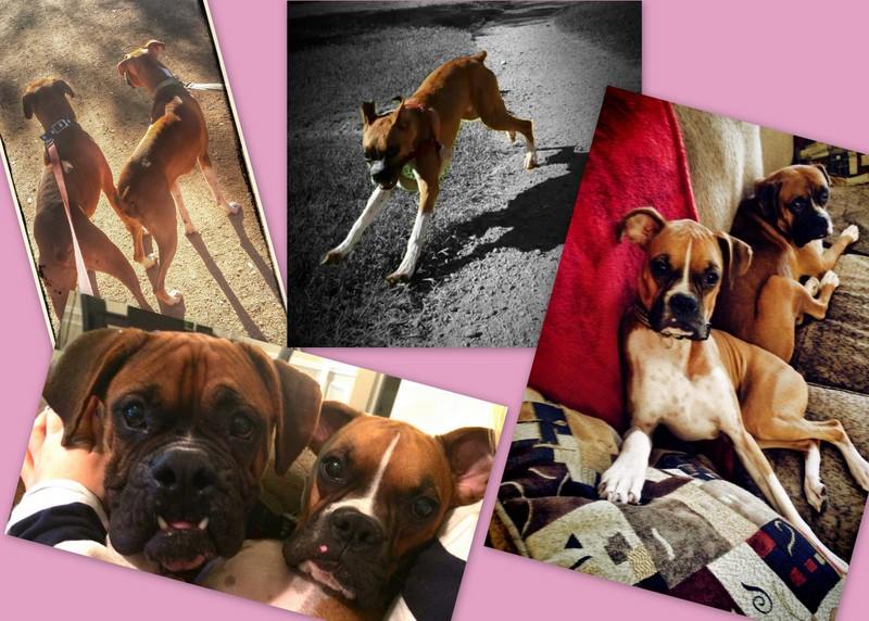 Boxer Collage